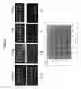 Fig. 12 - Non-nucleic acid based biobarcode assay for detection of biological materials