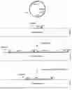 Fig. 01 - Stable Genomic Integration of Multiple Polynucleotide Copies