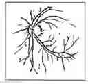Fig. 01 - Artificial blood vessel and method of manufacturing thereof