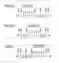 Fig. 01 - DNA MODULAR CLONING VECTOR PLASMIDS AND METHODS FOR THEIR USE