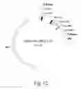 Fig. 13 - DNA MODULAR CLONING VECTOR PLASMIDS AND METHODS FOR THEIR USE