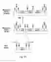 Fig. 20 - DNA MODULAR CLONING VECTOR PLASMIDS AND METHODS FOR THEIR USE