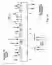 Fig. 21 - DNA MODULAR CLONING VECTOR PLASMIDS AND METHODS FOR THEIR USE
