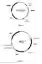 Fig. 02 - Process for chromosomal integration and DNA sequence replacement in 