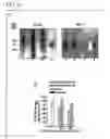 Fig. 08 - Nuclear targeting by means of bacterial proteins