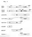 Fig. 02 - Drug Promoting Ceramide Transport, Base Sequence for Producing the Drug, Method of Measuring Activity of Promoting Ceramide Release and Method of Measuring Activity of Promoting Intermembrane Ceramide Transfer
