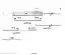 Fig. 02 - toxin, and process for the preparation of immunogenic composition