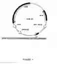Fig. 05 - toxin, and process for the preparation of immunogenic composition