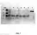 Fig. 08 - toxin, and process for the preparation of immunogenic composition