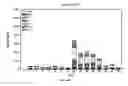 Fig. 40 - HIV-1 Clade A consensus sequences, antigens, and transgenes