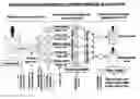 Fig. 01 - METHODS AND COMPOSITIONS FOR PROMOTING NORMAL CELL GROWTH AND INHIBITING CANCER CELL GROWTH