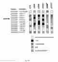 Fig. 35 - Gene encoding a DNA repair enzyme and methods of use thereof