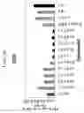 Fig. 24 - siRNA targeting complement component 3 (C3)