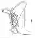 Fig. 02 - MULTI-LUMEN CATHETER AND ENDOSCOPIC METHOD