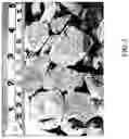 Fig. 04 - Manufacturing method for isothermal evaporation casting process