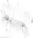 Fig. 12 - Rotatable bone plate
