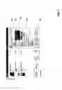 Fig. 09 - Method and system for presenting information in a summarizing accordion view