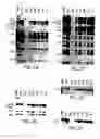 Fig. 04 - Transgenic mammals having human Ig loci including plural Vand V regions and antibodies produced therefrom