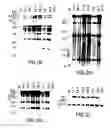 Fig. 05 - Transgenic mammals having human Ig loci including plural Vand V regions and antibodies produced therefrom
