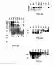Fig. 07 - Transgenic mammals having human Ig loci including plural Vand V regions and antibodies produced therefrom