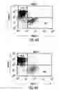 Fig. 11 - Transgenic mammals having human Ig loci including plural Vand V regions and antibodies produced therefrom