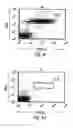 Fig. 12 - Transgenic mammals having human Ig loci including plural Vand V regions and antibodies produced therefrom