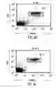 Fig. 13 - Transgenic mammals having human Ig loci including plural Vand V regions and antibodies produced therefrom