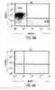 Fig. 14 - Transgenic mammals having human Ig loci including plural Vand V regions and antibodies produced therefrom