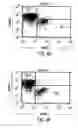 Fig. 15 - Transgenic mammals having human Ig loci including plural Vand V regions and antibodies produced therefrom