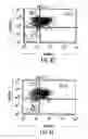 Fig. 17 - Transgenic mammals having human Ig loci including plural Vand V regions and antibodies produced therefrom