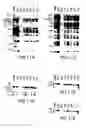 Fig. 29 - Transgenic mammals having human Ig loci including plural Vand V regions and antibodies produced therefrom