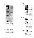 Fig. 31 - Transgenic mammals having human Ig loci including plural Vand V regions and antibodies produced therefrom
