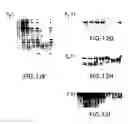 Fig. 32 - Transgenic mammals having human Ig loci including plural Vand V regions and antibodies produced therefrom