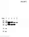 Fig. 02 - MOUSE MODELS TO STUDY CACHEXIA