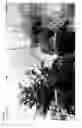 Fig. 03 - Rucola plants with cytoplasmic male sterility (CMS)