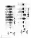 Fig. 11 - Rucola plants with cytoplasmic male sterility (CMS)