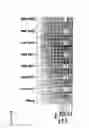 Fig. 12 - Rucola plants with cytoplasmic male sterility (CMS)