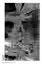 Fig. 15 - Rucola plants with cytoplasmic male sterility (CMS)
