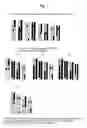 Fig. 04 - Near reverse breeding