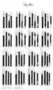 Fig. 07 - Near reverse breeding