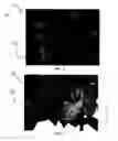 Fig. 06 - Decorative coatings for plants and plant materials