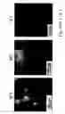 Fig. 12 - Nanotube-Based Nanoprobe Structure and Method for Making the Same