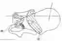 Fig. 01 - Seat back support mechanism