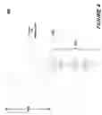 Fig. 05 - Panoramic imaging system