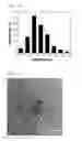 Fig. 04 - Nitrogen-mediated manufacturing method of transition metal-carbon nanotube hybrid materials