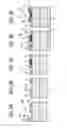 Fig. 04 - Single-wall carbon nanotube heterojunction