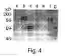 Fig. 06 - T cell inhibitory receptor compositions and uses thereof