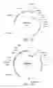 Fig. 07 - Polynucleotides encoding alpha toxin proteins