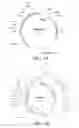 Fig. 08 - Polynucleotides encoding alpha toxin proteins