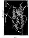 Fig. 06 - Compositions and methods for the preparation of human growth hormone glycosylation mutants